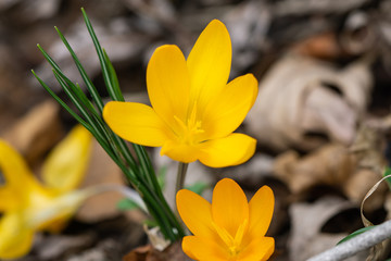 Yellow Crocus Flowers in Bloom in Springtime