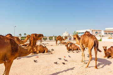 Camellos y dromedarios dentro de un corral en Doha, Qatar.