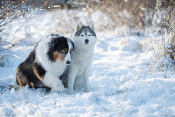 Two dogs in the snow. Austarlian sheepdogs sit together