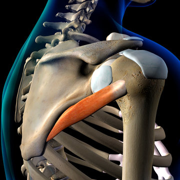 Teres Minor Muscle Isolated in Posterior View Human Anatomy on Black Background
