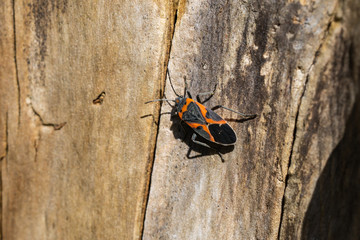 Small Milkweed Bug on Stump in Springtime