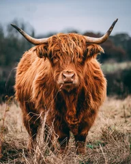 Foto auf Acrylglas Schottischer Hochländer Highland Kuh macht ihr Ding