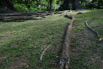 Obraz premium old tree roots