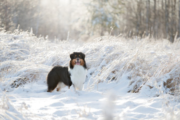 A dog of the Australian shepherd breed plays in the snow