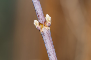 Box Elder Maple Buds in Springtime