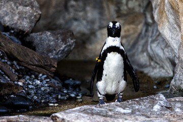 penguin in the zoo