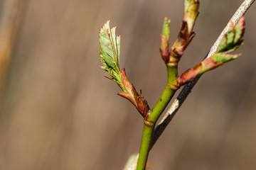 Rose Leaves Sprouting in Springtime