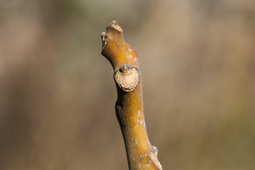 Tree of Heaven Leaf Bud and Scar