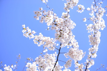 Spring heraldic flowers