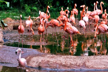 isolated flamingos 