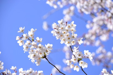 Spring heraldic flowers