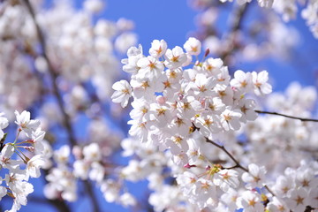 Spring heraldic flowers