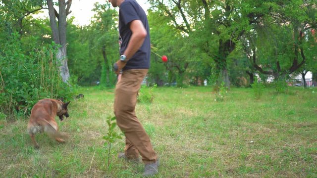A Large And Beautiful Young Belgian Dog Is Jumping For A Toy. Shepherd Dog Is Playing With His Man In The Park. Dog Training Concept Video
