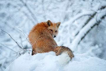 Red Fox hunts in the snow in winter. Sly huntress in the snow