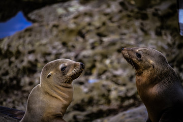 Naklejka premium Sealion