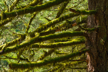 Moss growing on the limbs of an old-growth Douglas Fir (Psuedostuga menziesii) in Western Oregon.