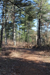 Fototapeta premium footpath in the woods