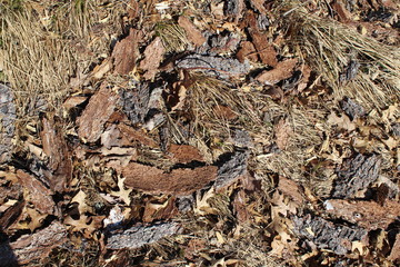 snake in the ground
