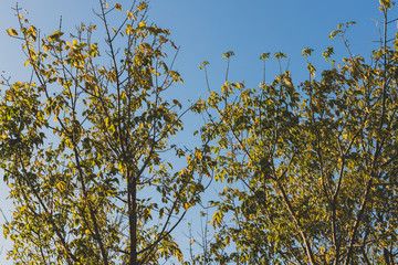 maple tree branches with yellow autumn leaves and blue sky