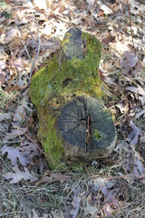 moss on the stone
