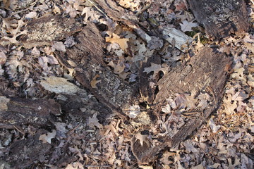 bark of a tree