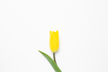 Yellow tulip flower on white background. Floral composition, flat lay, top view, copy space