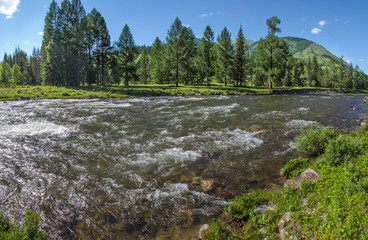 Fototapeta na wymiar River in the Altai Mountains, summer landscape