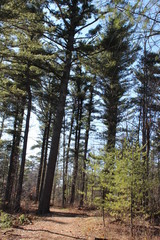 pine forest in the autumn