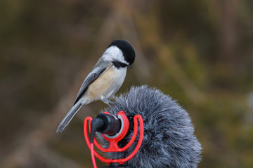 Black-capped Chickadee perched on top of a camera's microsphone.  © Paul Roedding