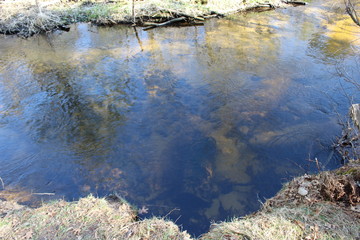 reflection of trees in the water