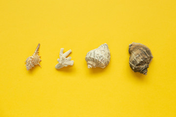 Seashells isolated on yellow background. Summer marine decoration. flat lay, top view, copy space