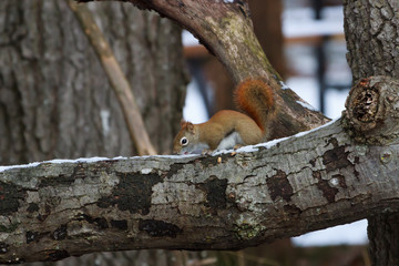 Red Squirrel eating snow of a tree limb. 