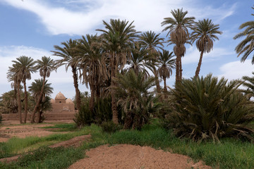 Obraz premium palm trees on the beach