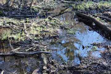 tree roots in the forest