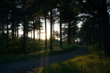 Abendsonne im Wald