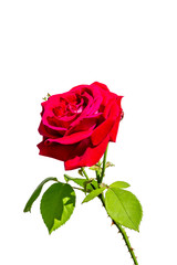 A red rose flower on white background.