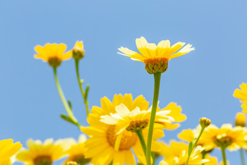 Beautiful yellow daisies in the garden.