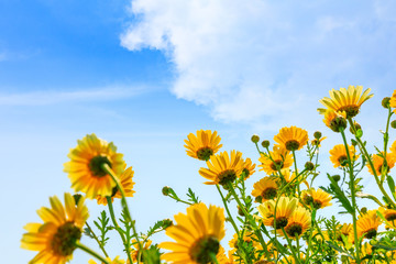 Blooming yellow daisies under blue sky.
