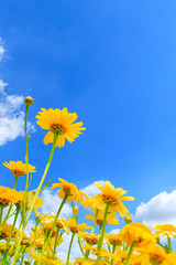 Blooming yellow daisies under blue sky.