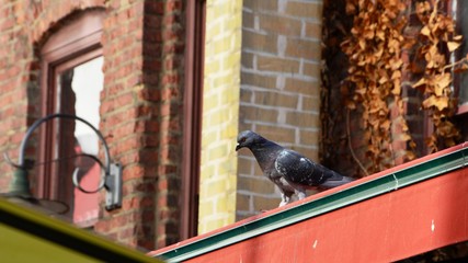 Black Pigeon on edge of roof of brick restaurant in Seattle, WA