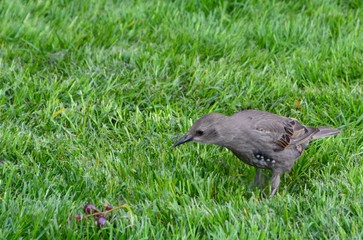Little bird eating grapes on grass