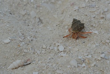 Wild Hermit crab on beach in the Bahamas