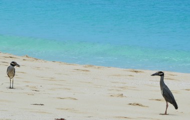 Two Heron searching and having lunch on a beach in the Bahamas