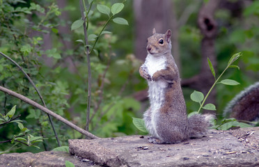 Gray squirrel  stand on his hind legs as he looks around this beautiful woodland garden