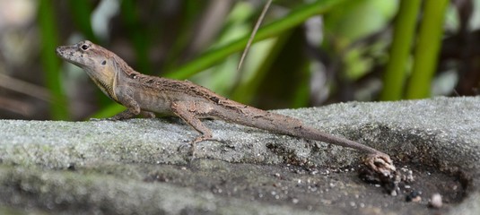 Lizard on top of a rock with grass in the background
