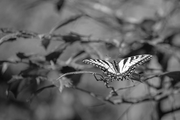 Black and white of an Eastern Tiger Swallowtail perched delicately on a leaf.
