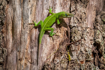 A bright green Carolina anole, also known as a green anole climbing up the trunk of a dead tree. North Carolina.