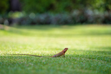 Lizard strolling in the green grass in Thailand, close up. Animal and nature concept.