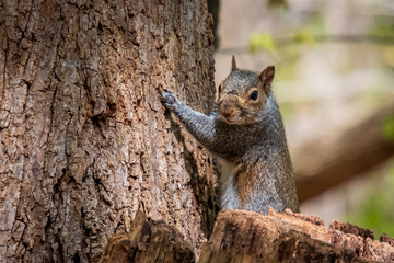 Eastern Gray Squirrel in the North Carolina piedmont.