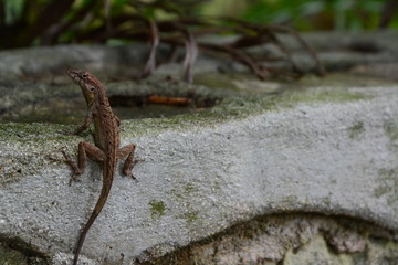 Lizard climbing on moss covered stone